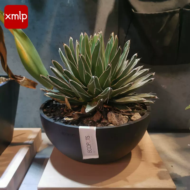 Brussels碗形花盆比利時進口樹脂花盆hk集運塊根植物花盆蕨類花盆 Taobao