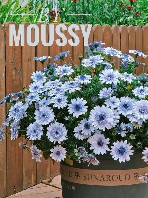 Asexual perennial blue-eyed chrysanthemum seedlings Porsche variety