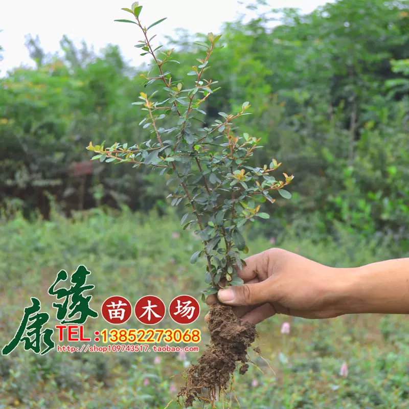 庭院花卉植物围墙绿篱篱笆苗火棘小苗防盗围栏盆景盆栽绿化树苗