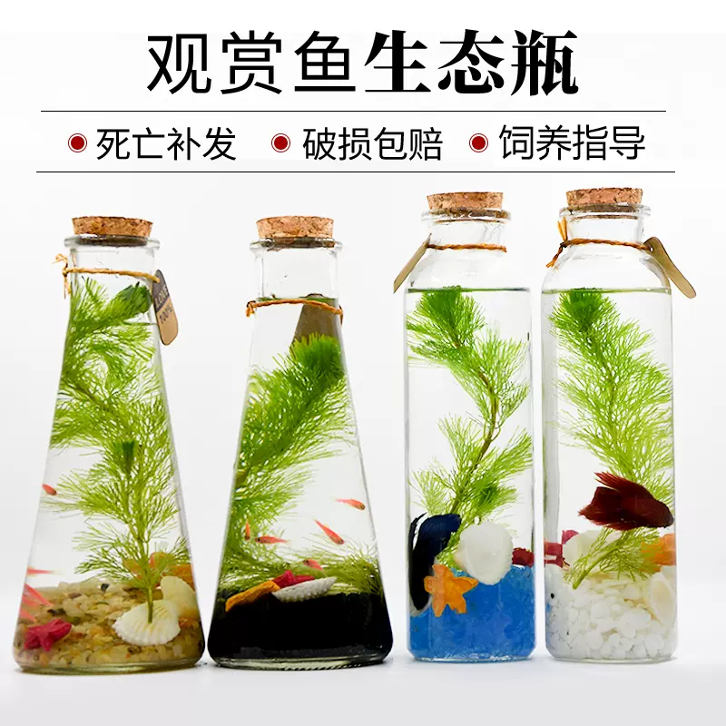 觀賞魚生態瓶魚微景觀免換水槽魚活體diy桌面小型魚缸鬥