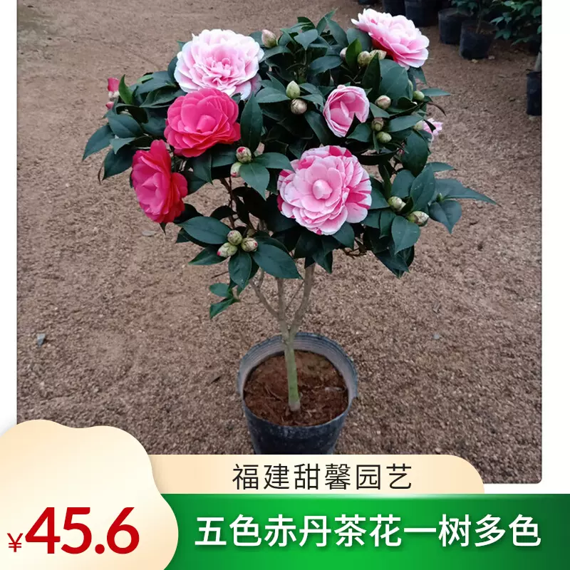 五色赤丹茶花树苗一树多色带花苞四季庭院绿植物名贵