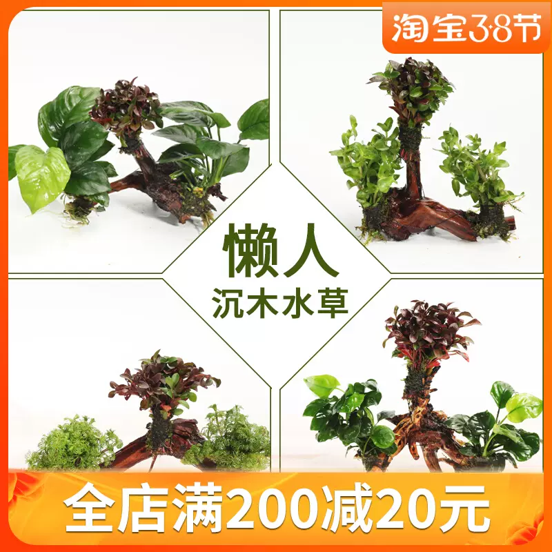 鱼缸装饰造景全套真水草套装沉木阴性水生植物淡水小水