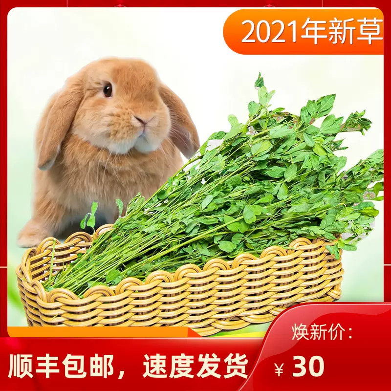 21苜蓿草兔粮干草1kg龙猫荷兰猪饲料兔子草粮紫花
