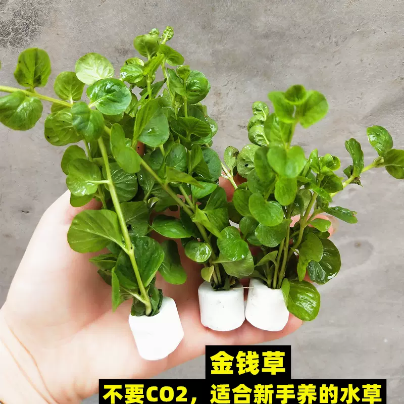 绿金钱水草圆叶草有茎类新手淡水鱼缸增氧水生植物水草造景阴性草 Taobao