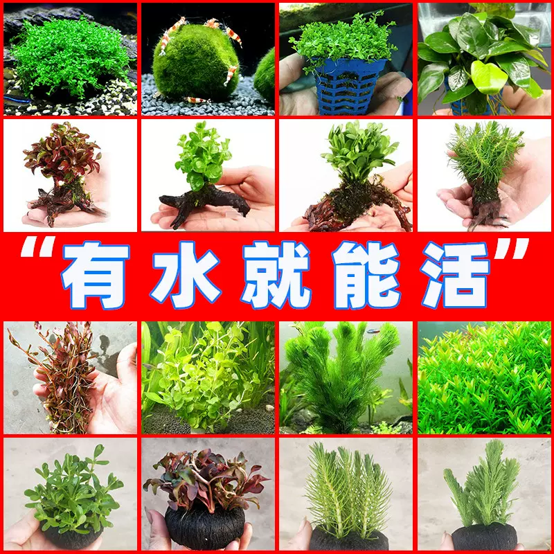 水草植物莫斯魚缸活體懶人淡水造景矮珍珠水榕新手