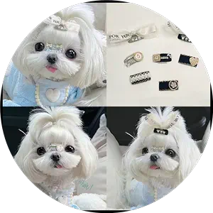 schnauzer hairpin Latest Best Selling Praise Recommendation 