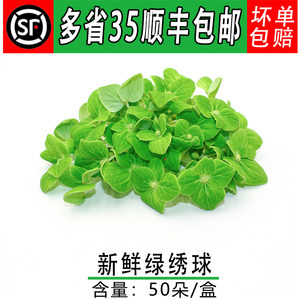 
Hydrangea, plate decoration flowers and plants, green hydrangea, green hydrangea, hotel western food plate, cake baking decoration