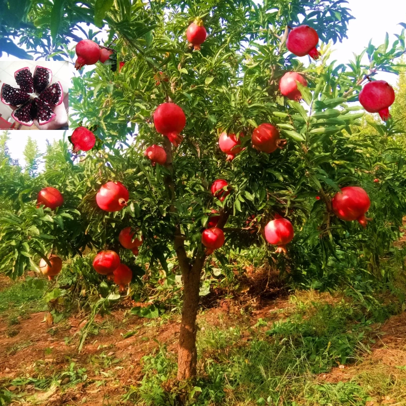 種無し石榴苗木 果樹 【公式通販】