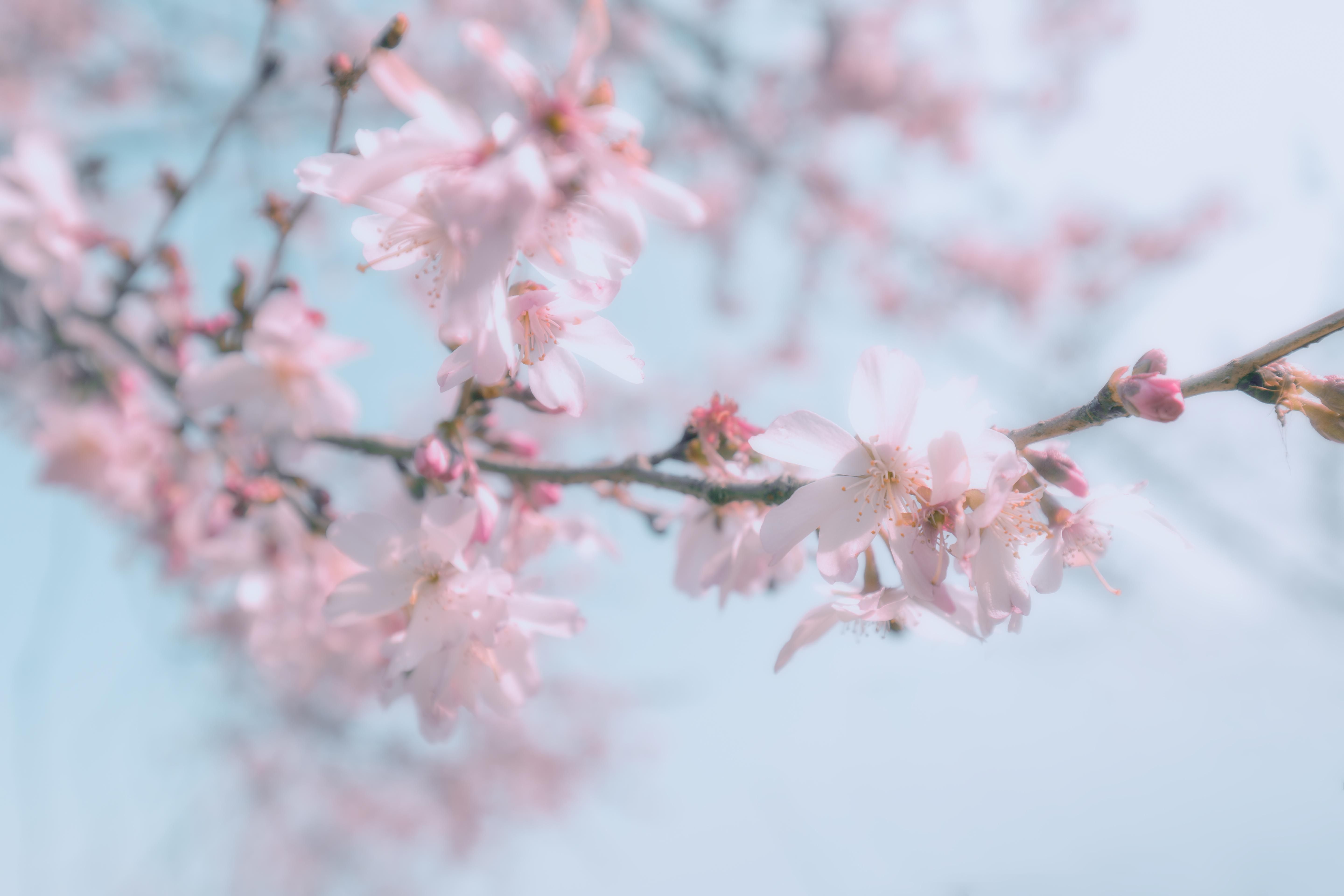 在东京盛装出游感受樱花飘落的5秒