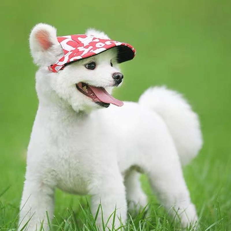 宠物帽子春夏款遮阳帽包邮肚兜护肚子 陈七月呀