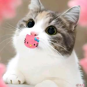 
Cat pacifier pet cat pacifier artifact newborn puppy kitten sleeping dog teeth grinding toys