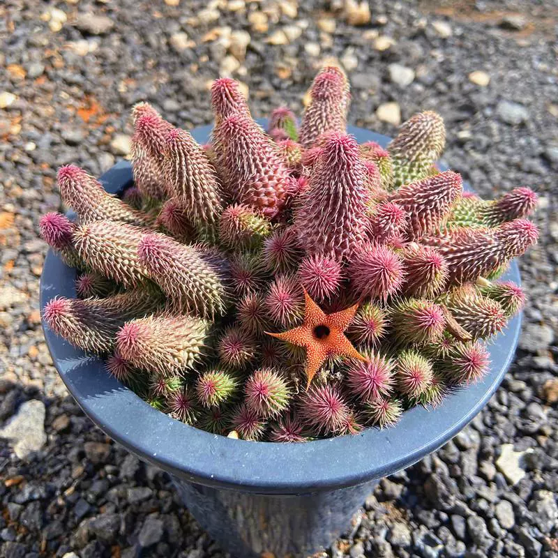 多肉植物 阿修罗 五角星花瓣好养稀有品种带盆栽好