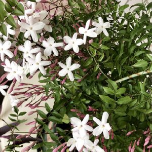 
Multi-flower jasmine potted flower seedlings, vines and climbing plants, outdoor courtyard garden climbing flower seedlings, floral and milky fragrance