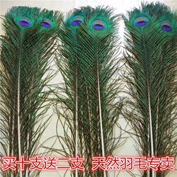 Home Decoration Ornaments Peacock Feathers Pure Natural Real Peacock Feathers Vase Decorations Peacock Tail Feathers Wedding Feathers