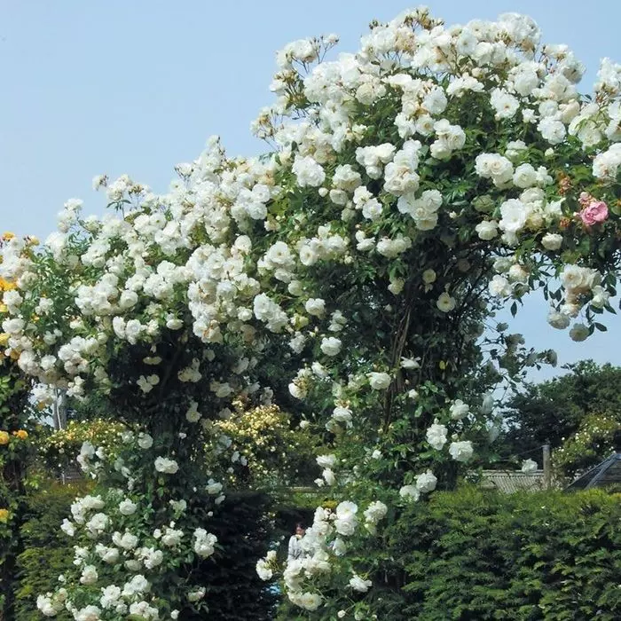 藤冰山白色藤本月季花苗爬藤蔷薇大苗庭院别墅花园植物四季开花-Taobao