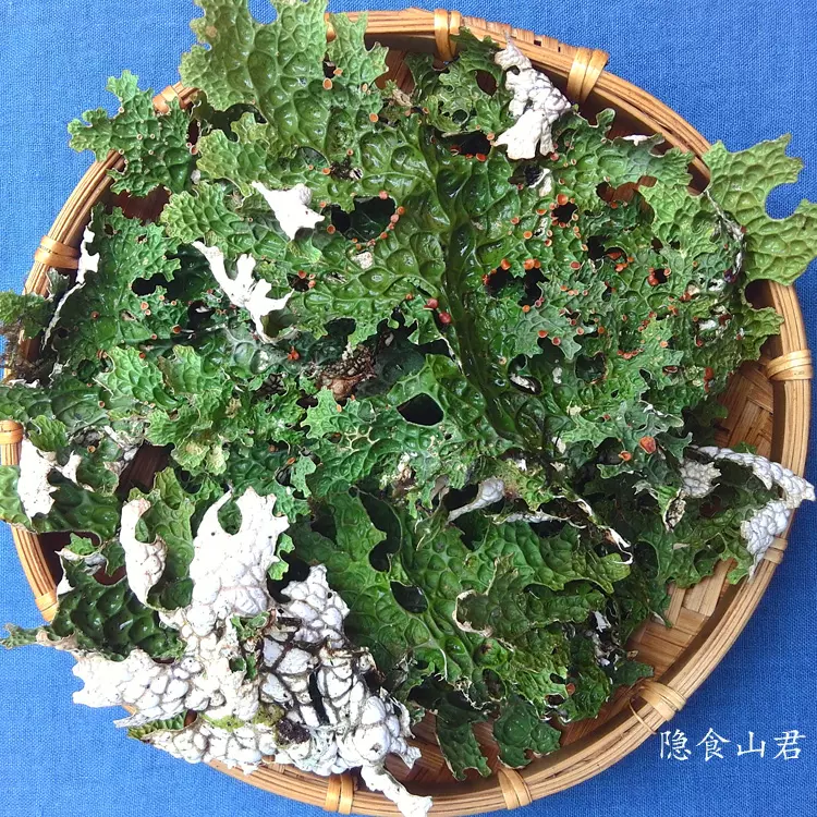 云南树皮菜野菜云南特产干货树花菜青蛙皮树蝴蝶500g