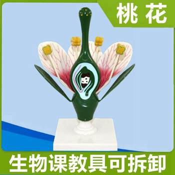 
Peach blossom enlargement model D-type detachable ovary anatomy dicotyledonous plant flower junior high school biology teaching aids gardening view