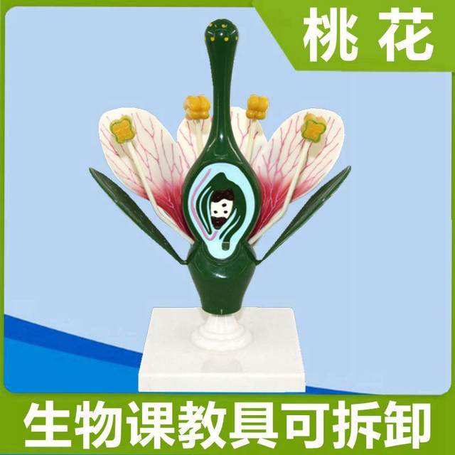
Peach blossom enlargement model D-type detachable ovary anatomy dicotyledonous plant flower junior high school biology teaching aids gardening view