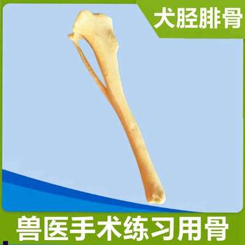 
Peach blossom structure model enlarged detachable ovary anatomy dicotyledonous plant middle school students T teaching aids gardening view