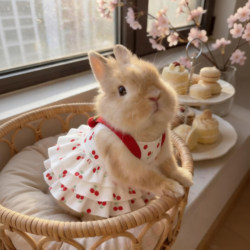Cute Princess Dress for Rabbits, Lightweight and Breathable, Suitable for Dwarf Rabbits, Angora Rabbits, and Lop-Eared Rabbits, Sweet Summer Cake Dress