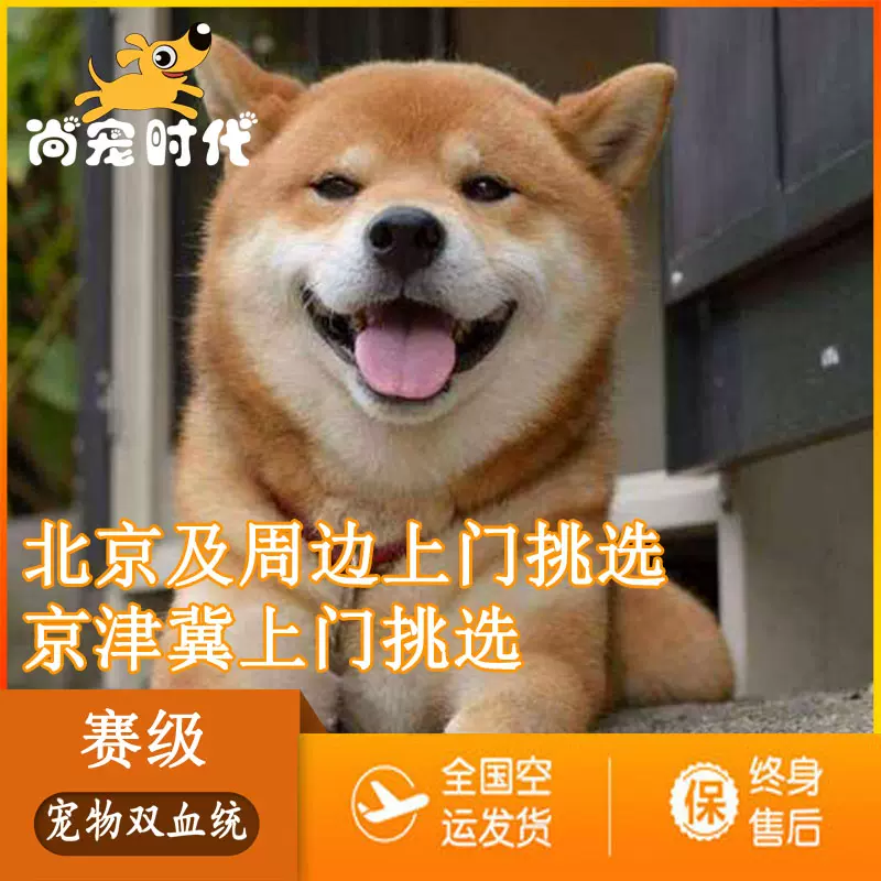 日本柴犬幼犬纯种活体赛级血统黑柴犬小豆柴幼犬