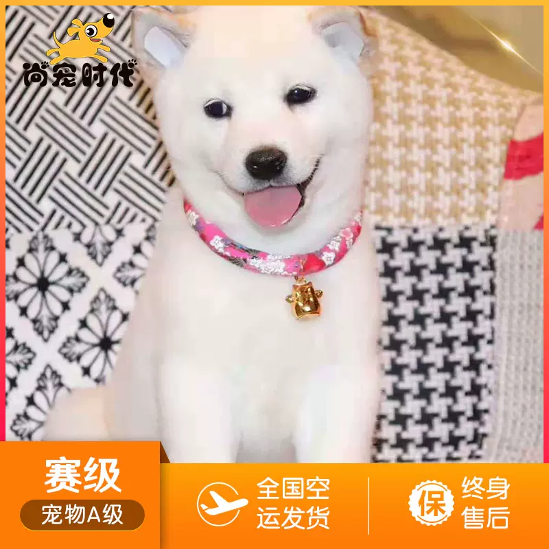 日本柴犬幼犬纯种活体赛级血统黑柴犬小豆柴幼犬