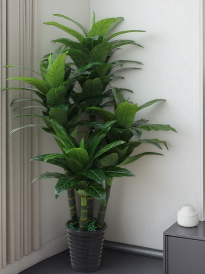 kirschlorbeer liefern lassen Portugiesischer Kirschlorbeer Angustifolia Höhe 120-140 cm Ballenware