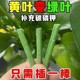 New universal flower-growing plant-shaped nutrition bar potted flower fertilizer home gardening supplies