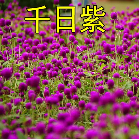 花種子千日紅百日紅火球庭院景觀綠化花卉盆栽易活花籽千日