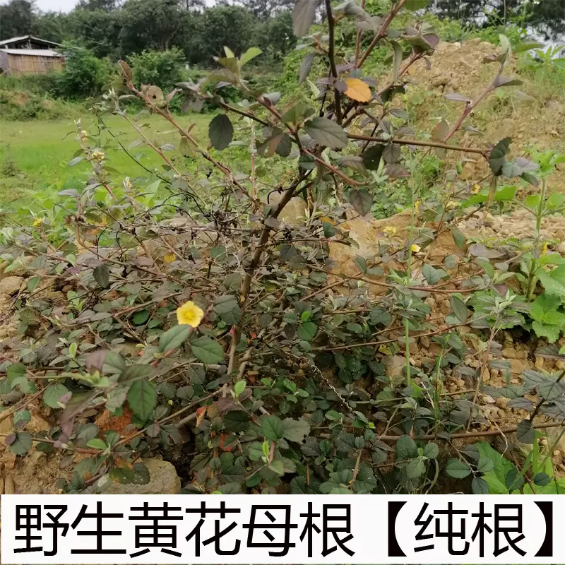 新鲜现挖黄花母根谷拔脓消胶粘根猛千斤遂