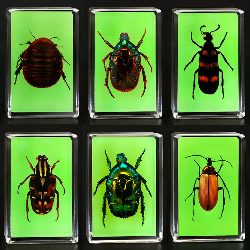 真虫昆虫标本虫琥珀透明树脂教学科普观察实验蜘蛛知了蝎子小动物-Taobao