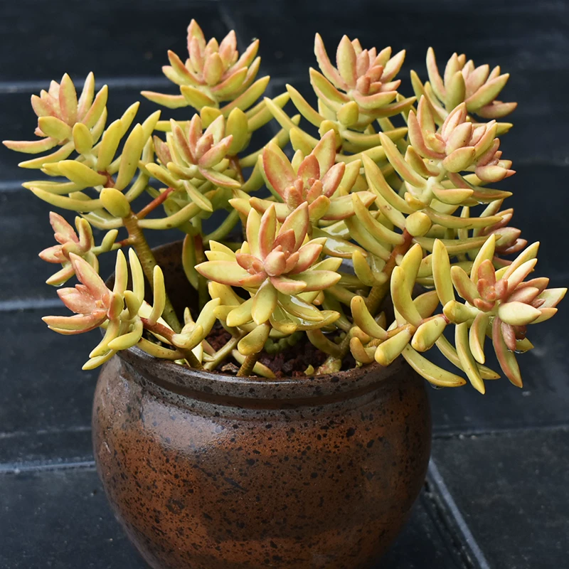 原始铭月多肉植物老桩一物一拍布丁加州落日红日