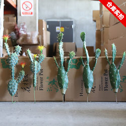 Real-life photos of simulated cactus, home decoration, landscaping, desert plants, artificial plants, fake cactus