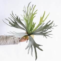 Artificial Antler Leaves, Air Grass, Flower Arrangement, Hanging Wall Decoration, Tropical Succulent Plants, Landscaping Cactus