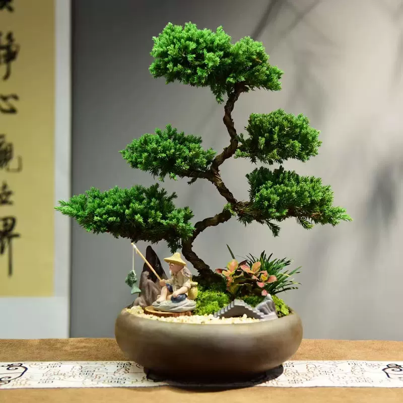 期間限定値下げ※お値打ち※ 特別 格安 匂楓【盆栽】黒松 真柏 BONSAI-