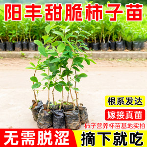 
Sweet and crisp persimmon saplings bear fruit in the current year. Grafting rock candy heart persimmon fruit saplings in late autumn and planting sweet persimmon seedlings from north to south.