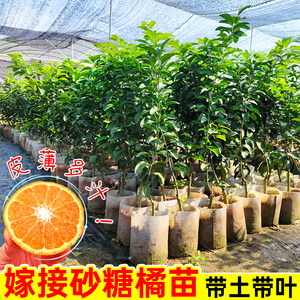 
Grafted sugar orange saplings, Guangxi Golden Autumn sugar orange trees, seedless sugar orange saplings, potted in the ground, yielding results in the current year