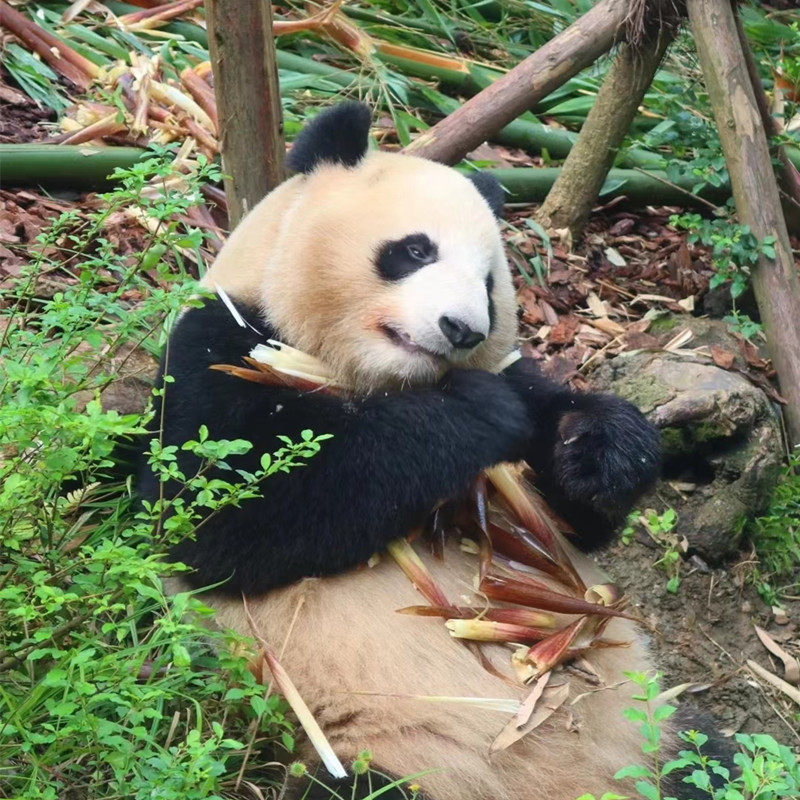 2-8人保姆车小团三星堆 熊猫基地 九寨沟纯玩二日游2天一晚跟团游