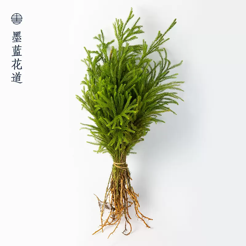 立日荫艺术花艺插花鲜花花材中式日式花道插花材料小原