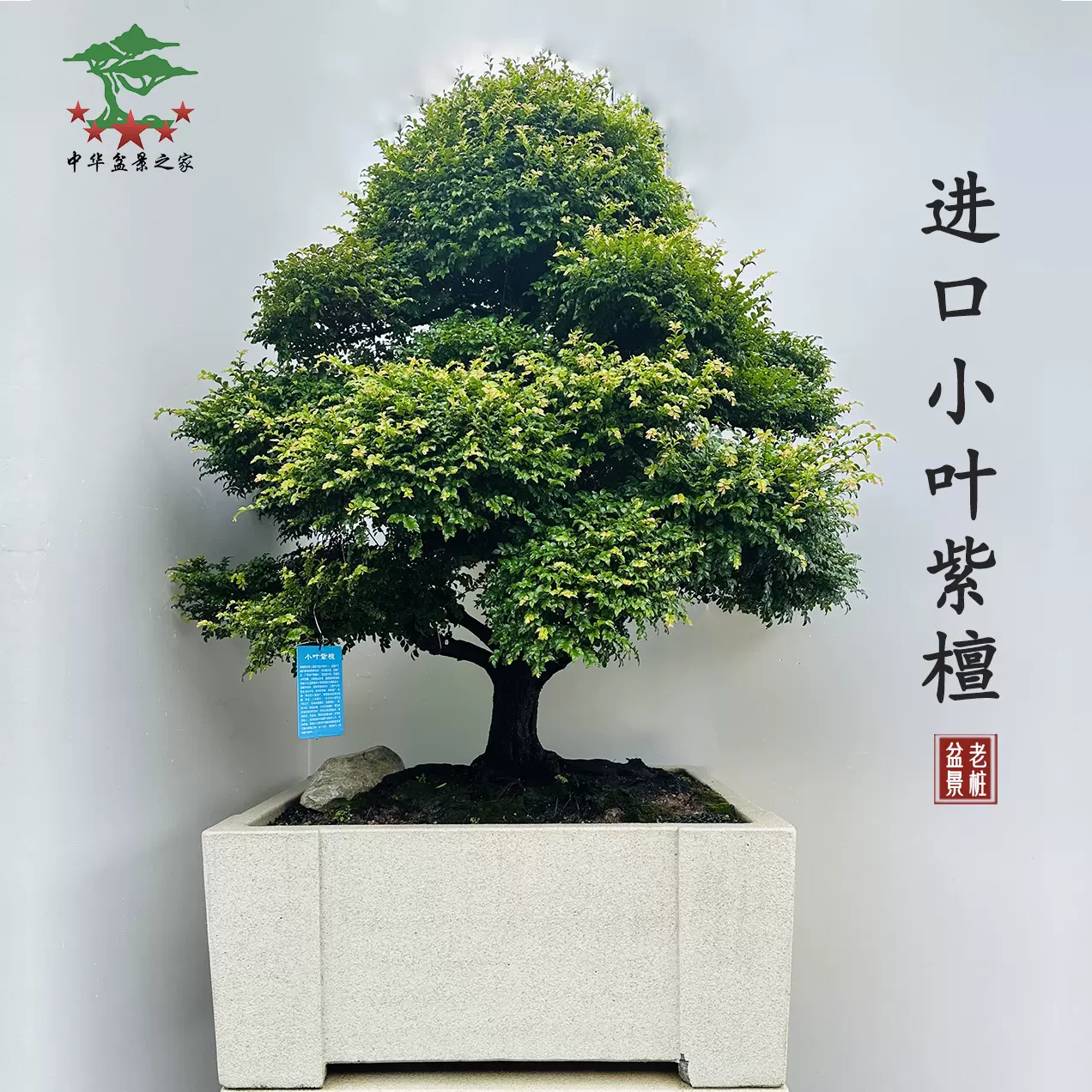 時代 象嵌 小型 紫檀 花台 香台 盆栽台 時代 象嵌 小型 紫檀 花台 香台 盆栽台 中国古玩 唐木造 透彫刻 花台
