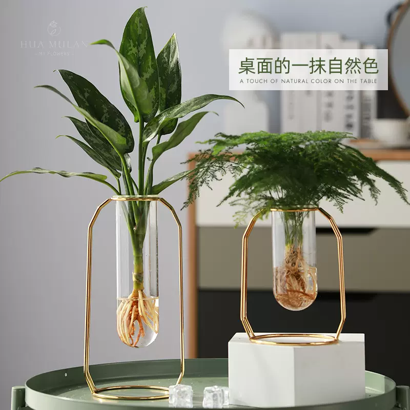 北欧风文竹水培植物盆栽办公桌室内水养绿植桌面