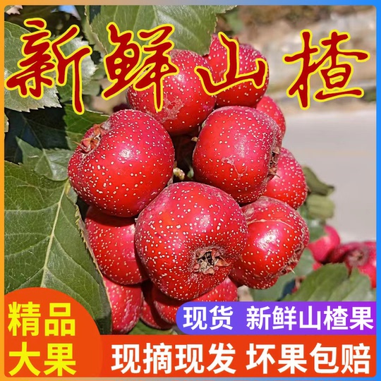 サンザシの実 - 500g 山東省 - 新鮮 & 自然