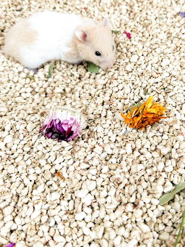 深深宠 Богатый ландшафт для удаления дезодоризации запаха