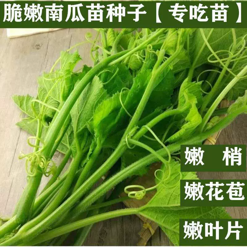 脆嫩粗条南瓜苗种子专吃花茎嫩叶藤蔬菜种籽