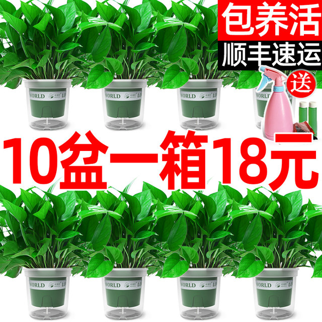 Green ivy potted house plants flowers green plants hydroponics long vines hanging large leaves green basket new house household purifying air