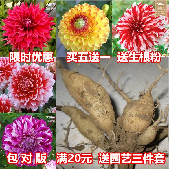 大麗花種球室內外進口球根大麗菊地瓜花根塊四季開花