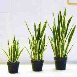 Nordic Large Artificial Decorative Snake Plant Bonsai for Living Room, Monstera Leaf Ornament, Green Tree, Floor-Standing Traveler's Banana Plant