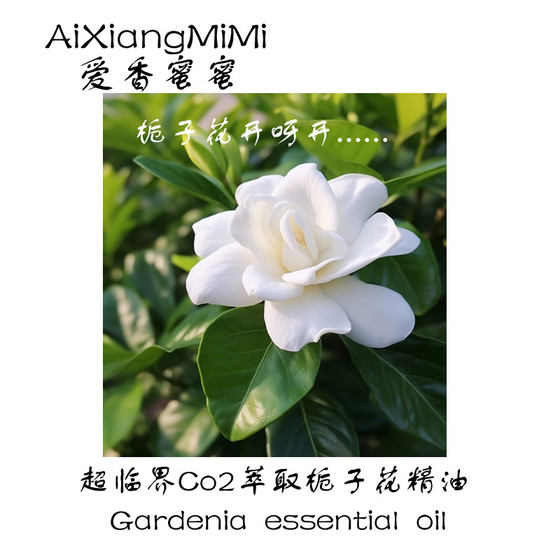 
Chinese Gardenia single essential oil supercritical extraction of natural plant essential oils and aromatherapy