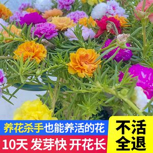 
Sunflower double-petaled large flower sapling branches bloom in all seasons and cannot die. Balcony courtyard plants potted green plants and flowers