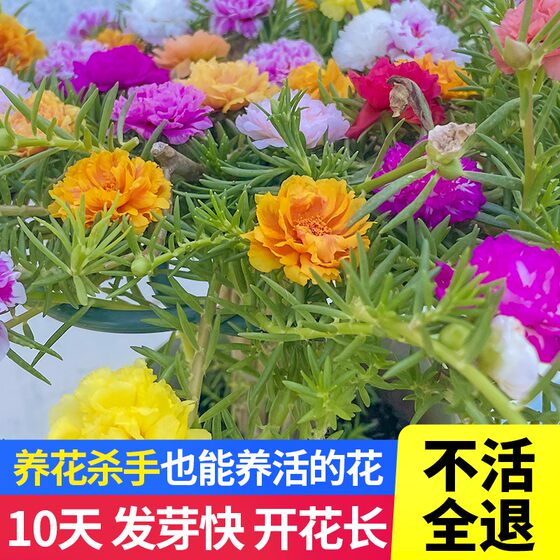 
Sunflower double-petaled large flower sapling branches bloom in all seasons and cannot die. Balcony courtyard plants potted green plants and flowers